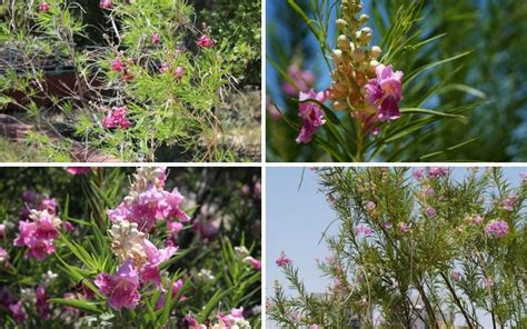 Growing Guide How To Grow Desert Willow Garden Lovers Club