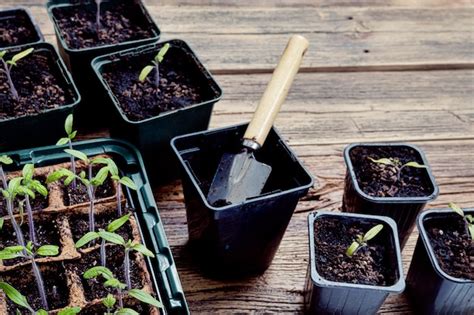 Trasplante De Brotes De Tomate En Macetas Biodegradables De Turba En