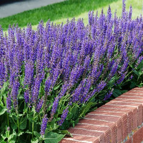 May Night Salvia Salvia X Sylvestris Mainacht For Sale