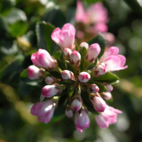 Escallonia Apple Blossom Portfolio, Apple, Fruit, Plants, Apple Fruit, Plant, Apples, Planets