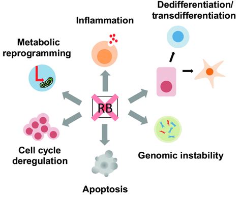 Inactivation Of Rb During Cancer Progression Results In Multiple