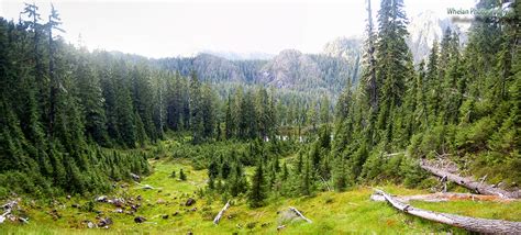 Walks With Moss Wonder Mountain Wilderness And The Wonder Ponds