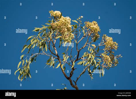 Bloodwood tree hi-res stock photography and images - Alamy