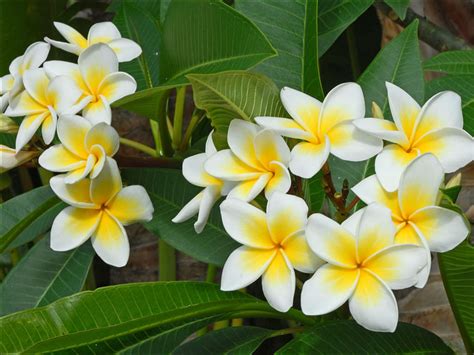 Plumeria Rubra Frangipani World Of Flowering Plants