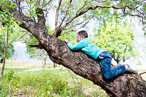 Niño Asiático Escalada Un Árbol Foto De Stock Y Más Banco De Imágenes