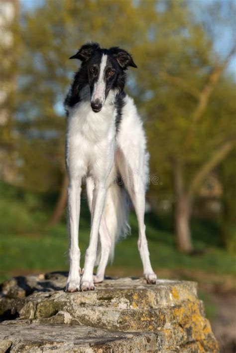 596 Black Borzoi Dog Stock Photos - Free & Royalty-Free Stock Photos from Dreamstime