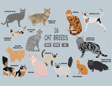 Breeds Of Cats Chart Poster With Cat Breeds Cat Pets Svg