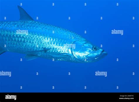 Tarpon Fish Megalops Atlanticus Underwater In The Caribbean Sea Of