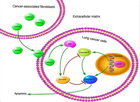 A Proposed Model Of Cancerassociated Fibroblasts Enhanced Cisplatin