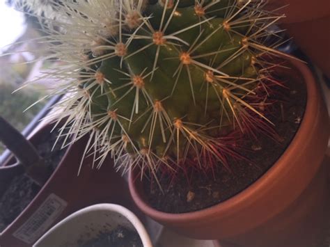 Plant Care Why Is The Bottom Of My Cactus Discolored And Soft Gardening And Landscaping Stack