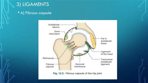 Ppt Hip Joint Powerpoint Presentation Free Download Id 12758496