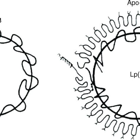 Lipoprotein (a) structure. | Download Scientific Diagram