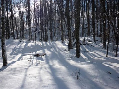 snowy forest scene-3619 | Stockarch Free Stock Photo Archive