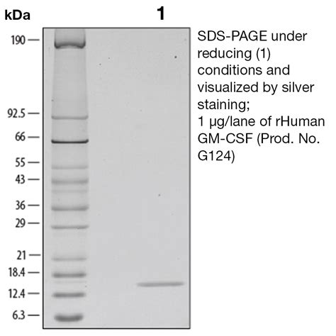 Recombinant Human GM CSF Leinco Technologies