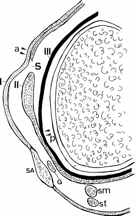 Three Layers Of The Medial Capsular And Supporting Structures Of The