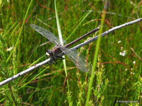 Petalura gigantea - Alchetron, The Free Social Encyclopedia