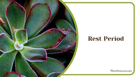 Echeveria Harmsii Caring For The Fascinating Red Velvet Plush Plant