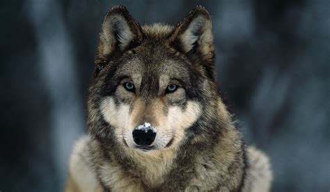 Federal Protections Restored To Gray Wolf Populations