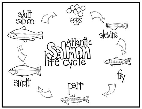 Life Cycle of a Salmon - Kreative in Kinder - Worksheets Library