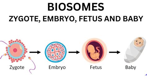 What Is The Difference Between Zygote Embryo And Fetus Infant Youtube