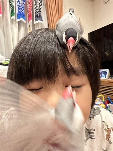 Take it easy on Twitter RT AntRoom taku 息子の上で争う文鳥たち