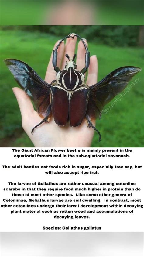 Goliathus Goliatus Giant African Flower Beetle