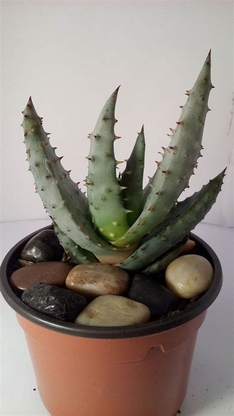 Pin by Yi Ting on Cactus 個性仙人掌 Cactus plants Planter pots Plants