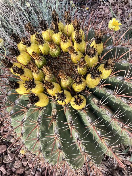 710+ Desierto De Sonora Saguaro Y Cactus Barril Fotografías de stock ...