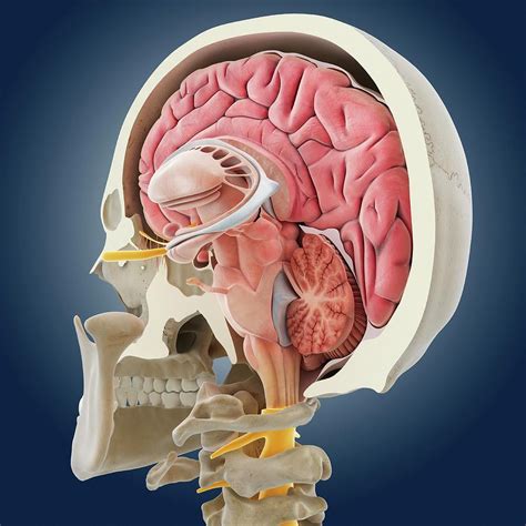 List 101 Pictures Anatomy And Physiology Of Brain Full HD 2k 4k