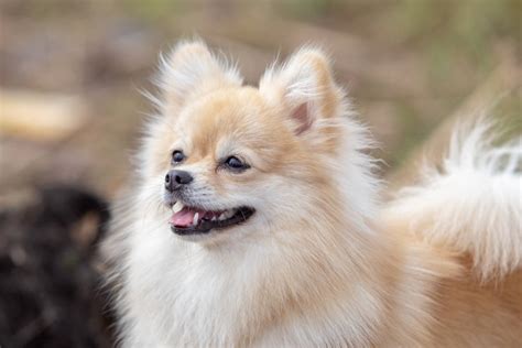 As 10 melhores raças de cachorros para apartamento