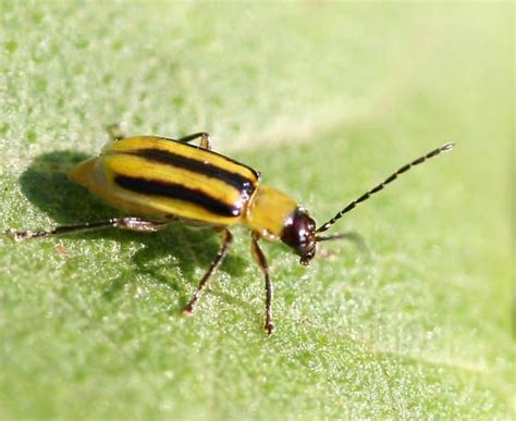 Cornrootworm Corn Crop Pests Insect Information Extension Entomology Kansas State