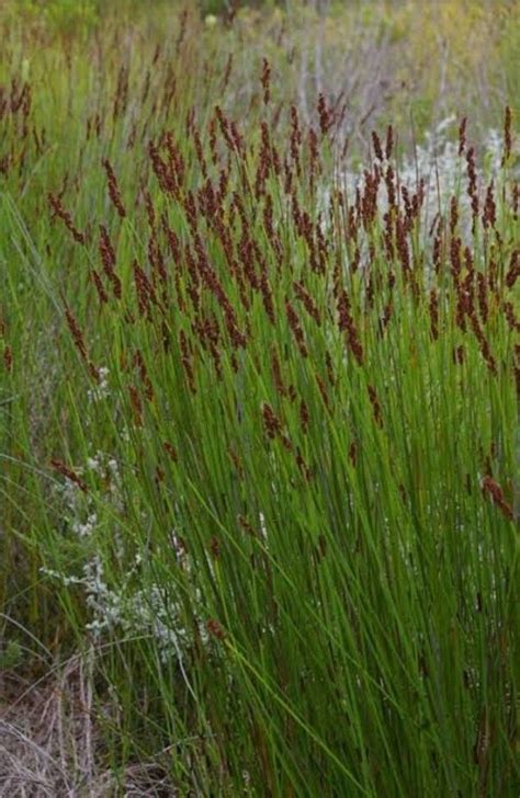 Pin By Laura Hall On Elizabeth Scarlet Chelsea In 2024 Drought