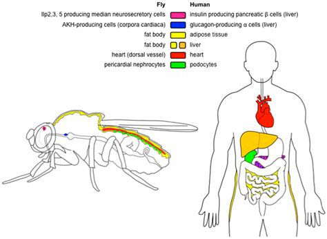 Ijms Free Full Text Obesity And Aging In The Drosophila Model