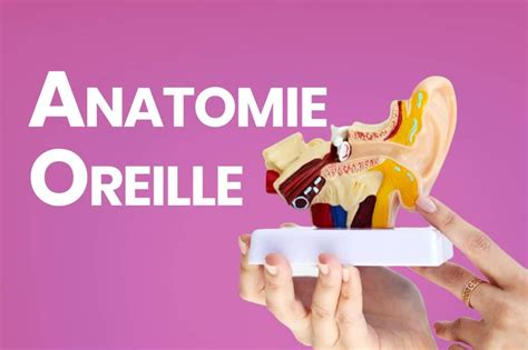 Comprendre L Anatomie De L Oreille Et Le Fonctionnement Du Syst Me Auditif