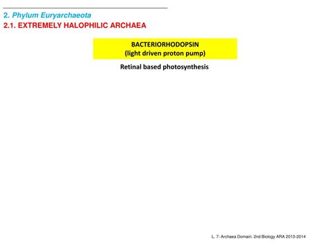 PPT - 1. Diversity and Phylogeny of Archaea 2. Phylum Euryarchaeota 3 ...