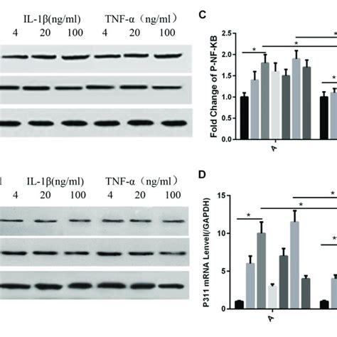 Influences Exerted By Il 1β And Tnf α On Nf κb Phosphorylation And