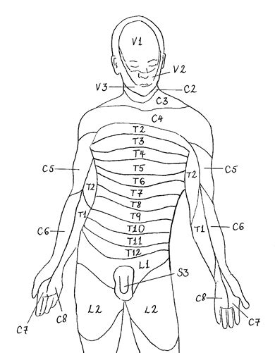 Myotomes Development Distribution Teachmeanatomy 50 Off