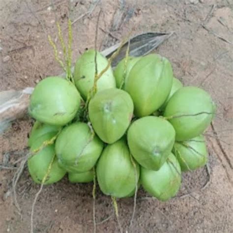 B Grade Pollachi Raw Green Coconut Coconut Size Medium At Rs 33 In