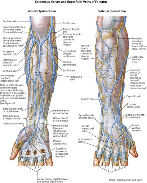 The Antecubital Fossa Surgery Oxford International Edition