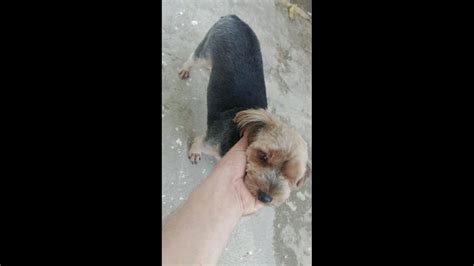 Cachorra Laide Desapareceu No Bairro Rural Cgn O Maior Portal De