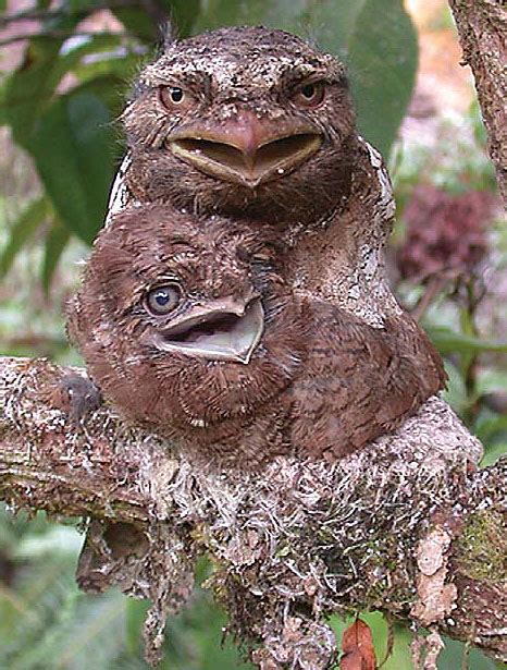 The Ugliest Bird In The World Planet Of Birds