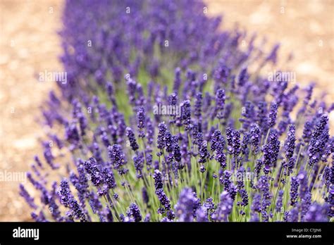 Ingl S Lavanda Lavandula Angustifolia Imperial Gem Fotograf A De