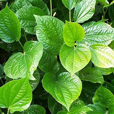 Anak Pokok Kadok Kebuna Putrajaya