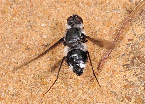 Thraxan Beefly V - Thraxan cinctus