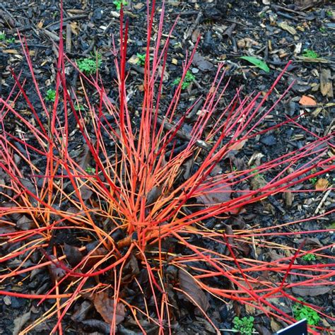 Cornus Sanguinea Anny S Winter Orange L Coolings Garden Centre