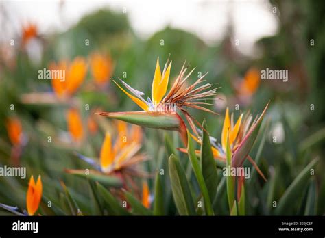 Paradies blumenpflanze Fotos und Bildmaterial in hoher Auflösung Alamy