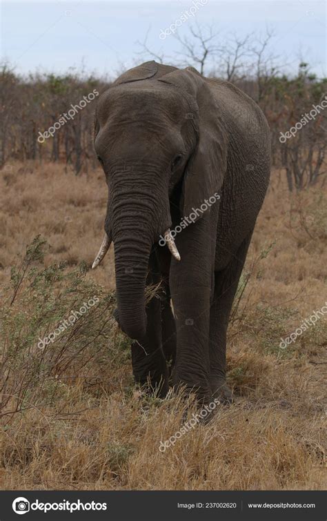 African Elephant Kruger National Park Stock Photo by ©JMxImages 237002620