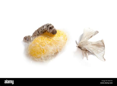 Butterfly Silkworm Cocoon Silk Worm Three Stages Stock Photo Alamy