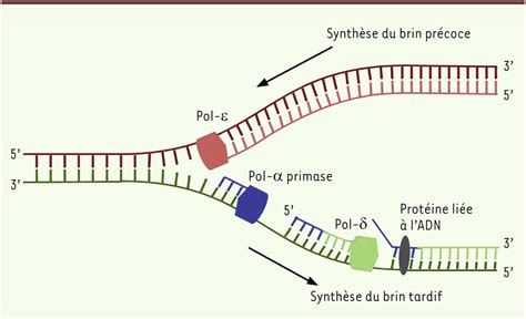 Des fragments dADN synthétisés par lADN polymérase α modifient notre