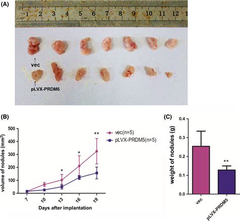 Overexpression Of PRDM5 Suppresses Tumor Growth In Nude Mice